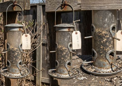 Finch Feeder