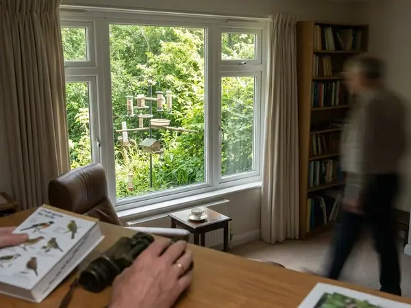 Best Rooms and Windows for Watching Backyard Birds
