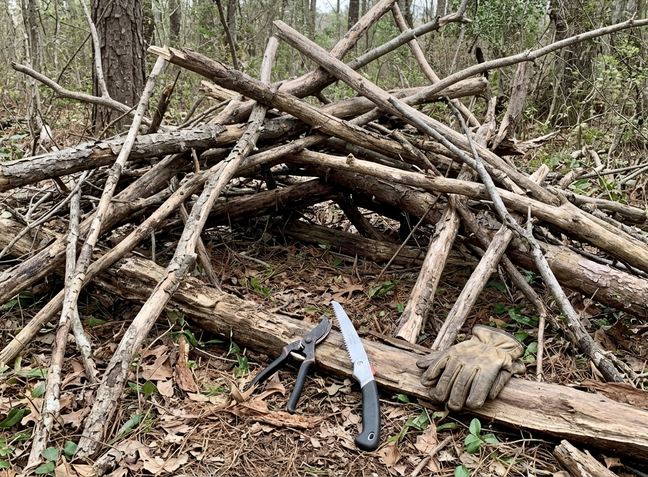 Image showing interlocking branches